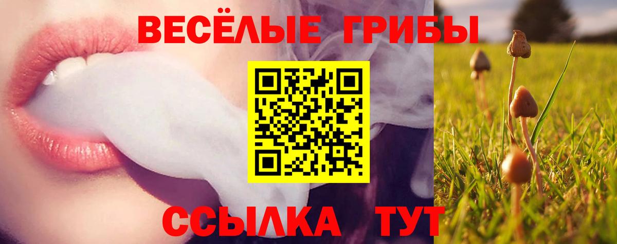 Кохма  Псилоцибиновые грибы прущие грибы  Вход с VPN  Галлюциногенные грибы Psilocybe 